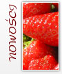 Nowoœci - Victon - owocowo warzywne dodatki do cukiernictwa i piekarnictwa.